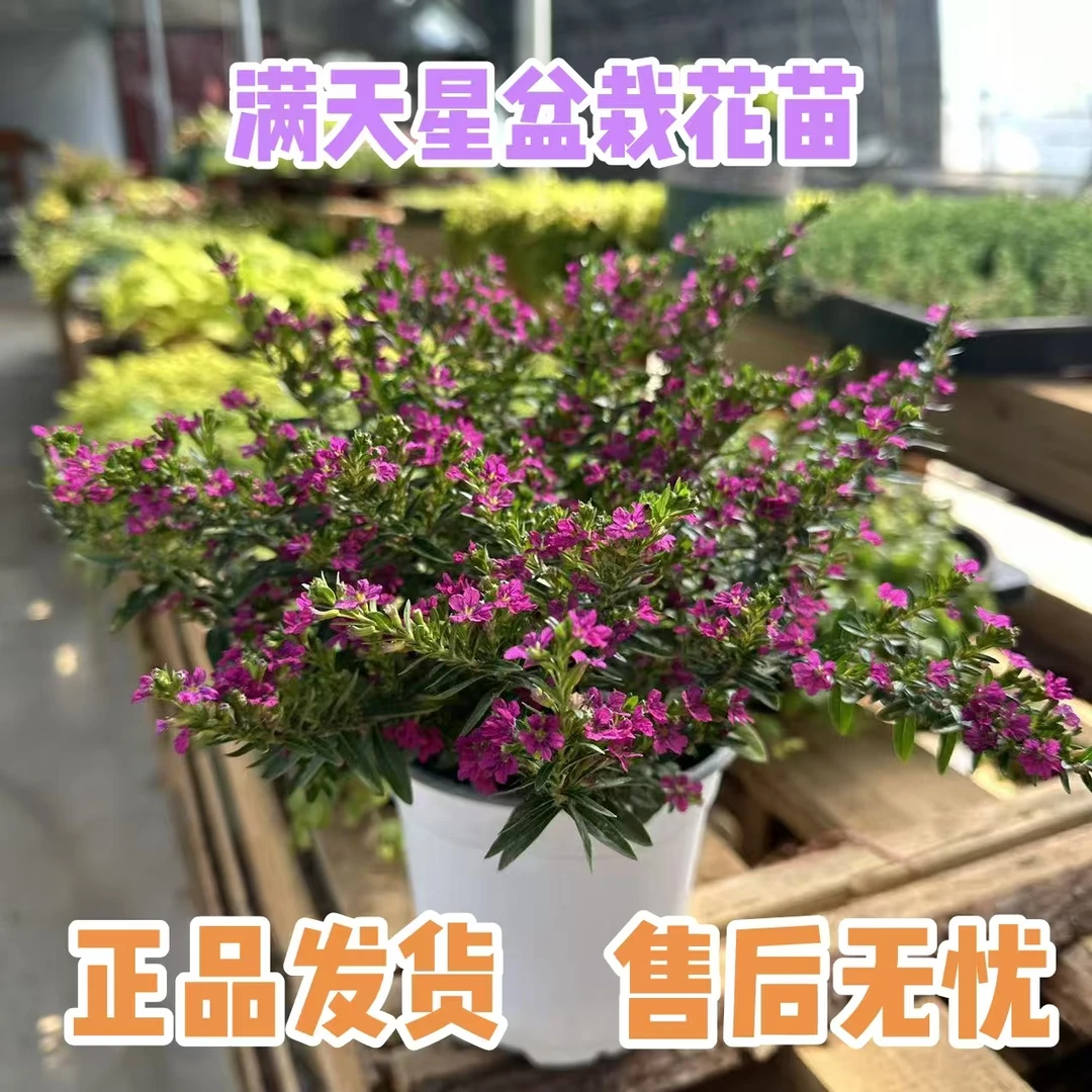 满天星花苗庭院绿化植物四季耐热耐寒