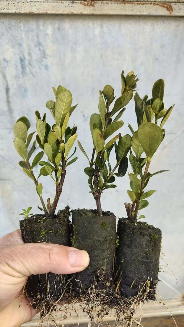 5颗日本达摩栀子花素材苗