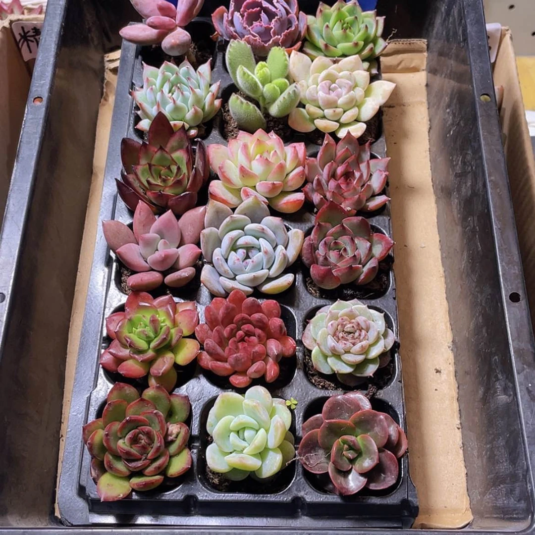 【闪购商品】【量拍】18颗-3号约3-5厘米