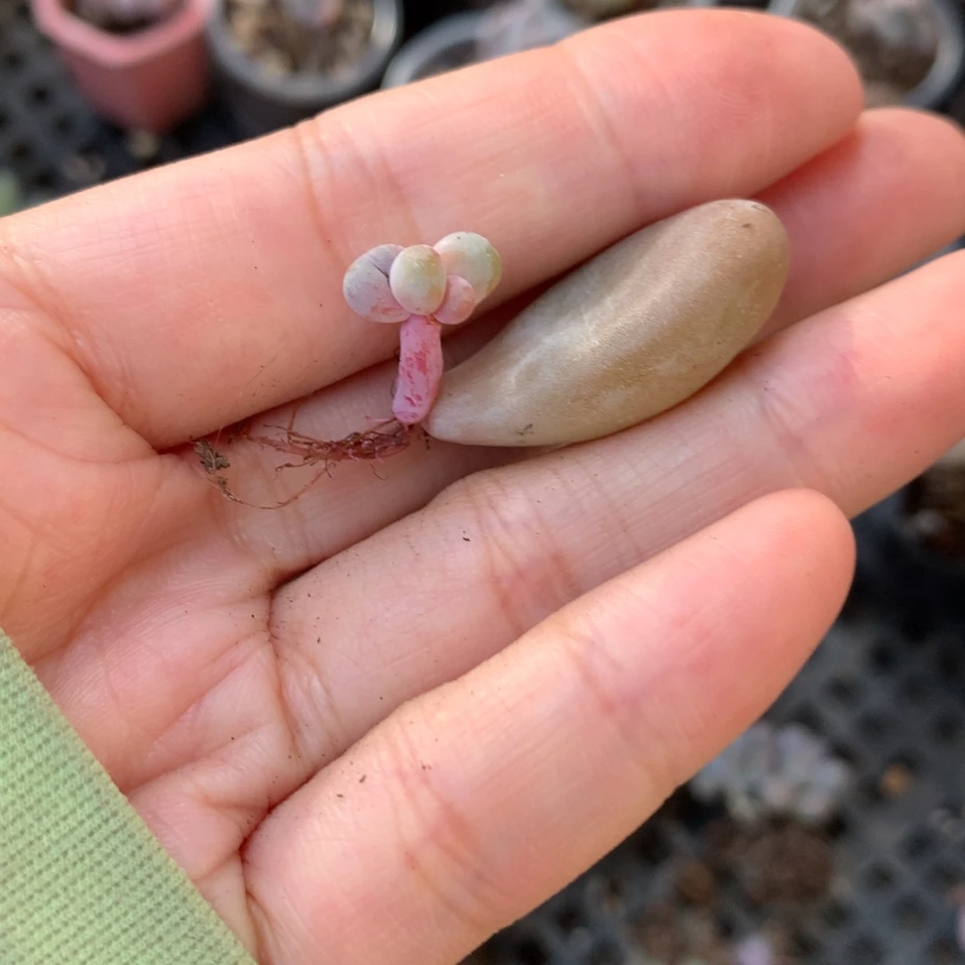 红红火火恍恍惚惚不售后