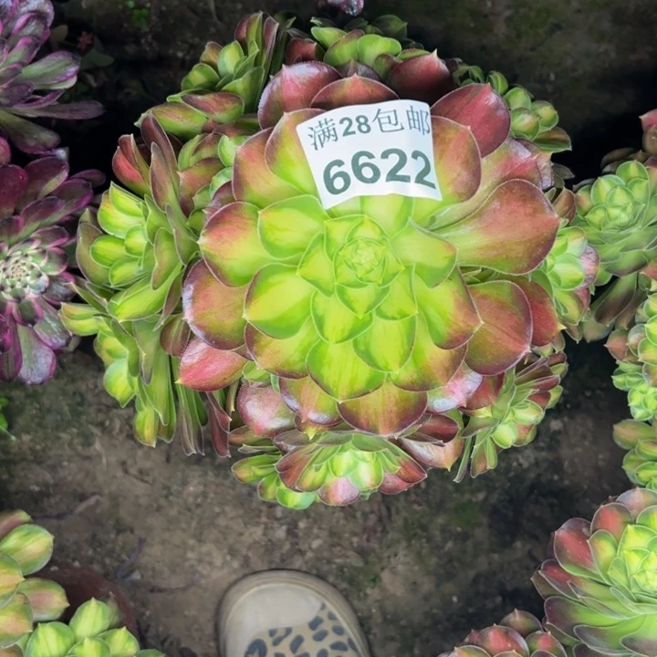 6622韶华多肉植物