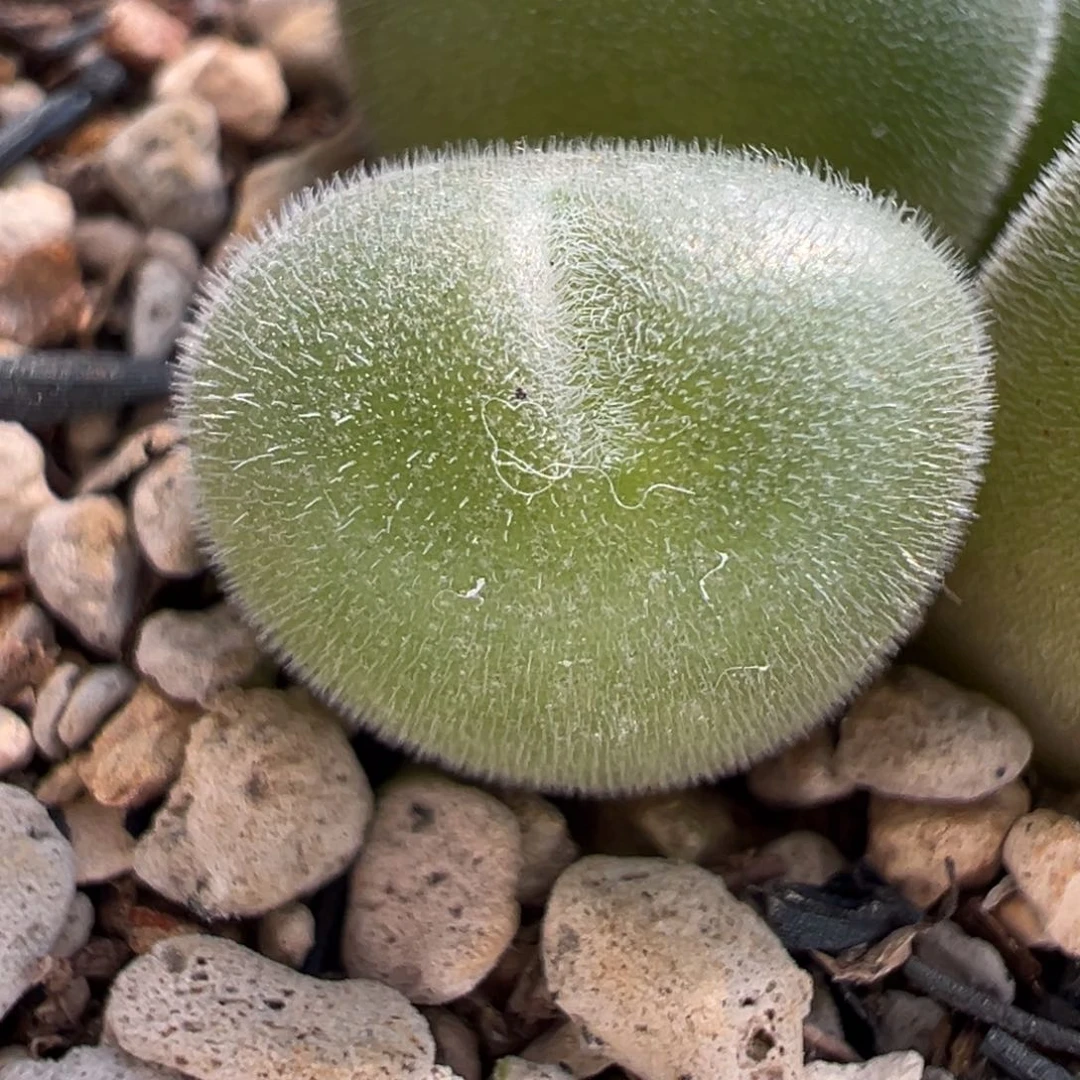 阿**一头火球多肉多肉