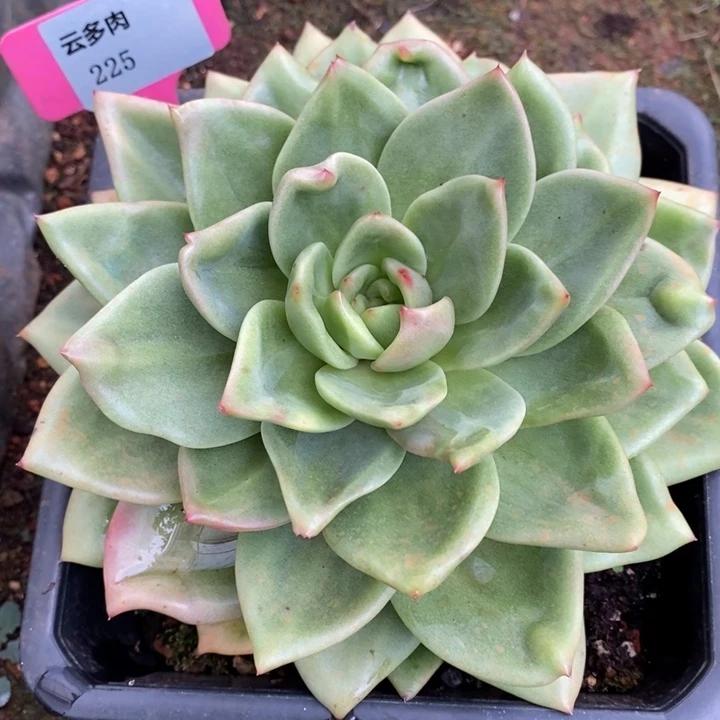 D225- 直播福利 灵狗