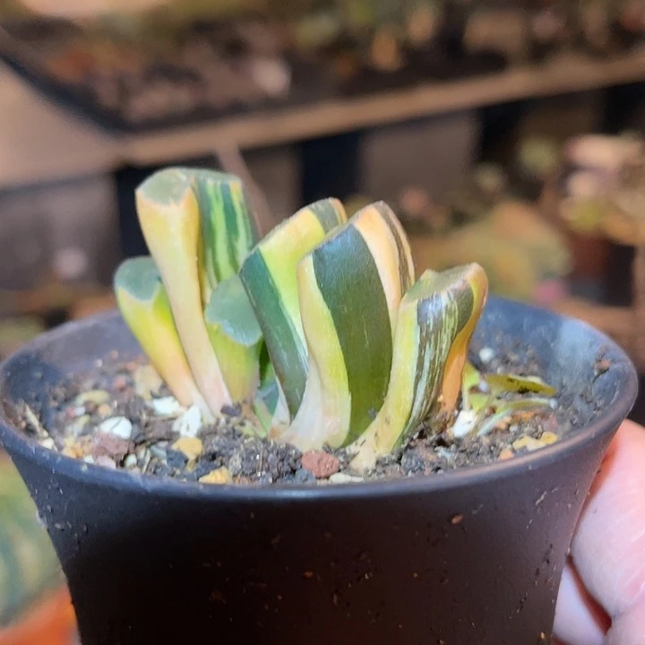 满38包邮，年后脱土晾根发货多肉玉扇锦