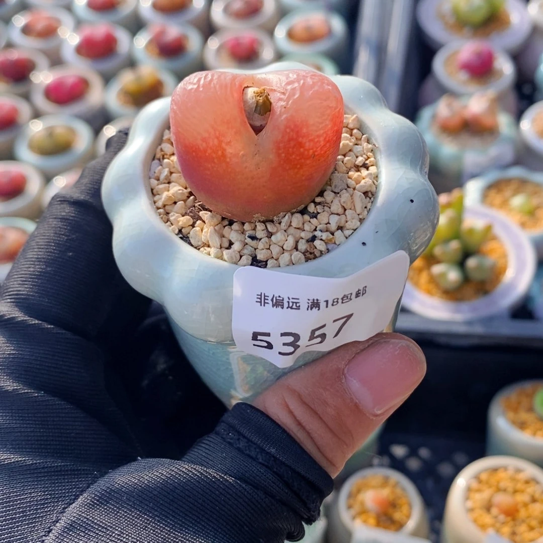 5357--一物一拍 带盆