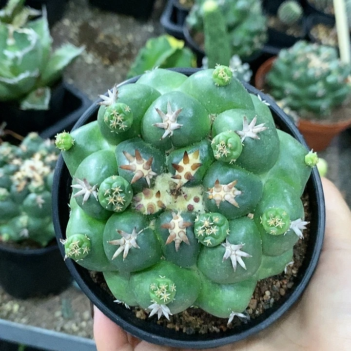 花花草草花花草草
