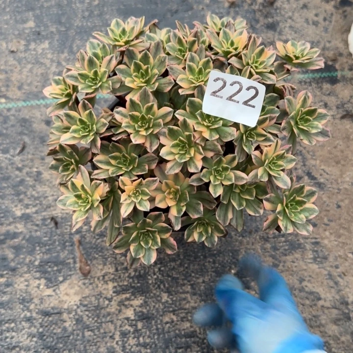 222两单包邮。