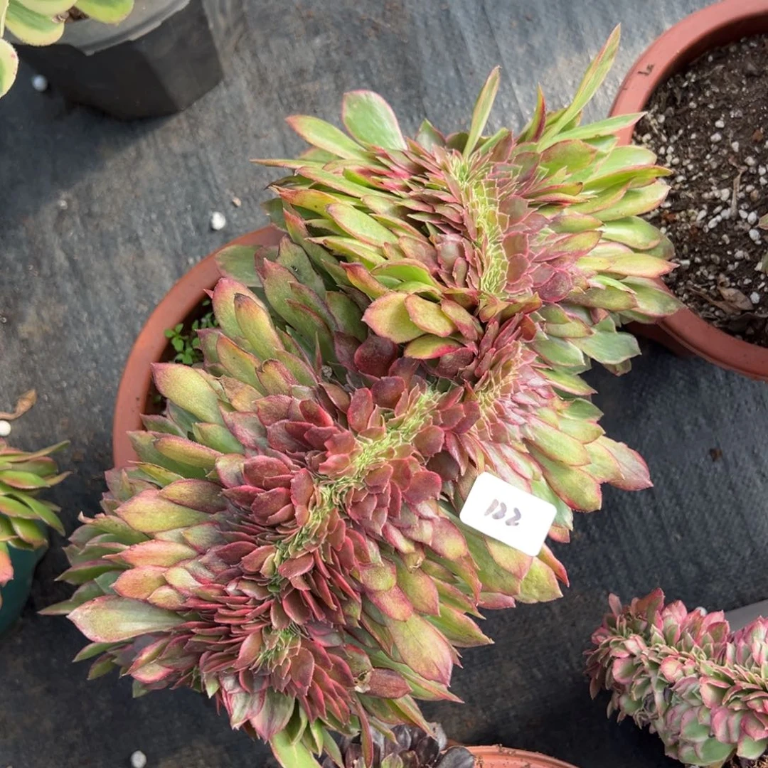 122黑魔锦缀多肉嘻嘻嘻