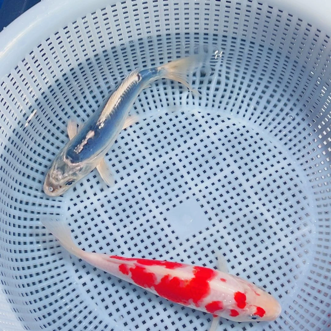 锦鲤锦鲤观赏鱼1111