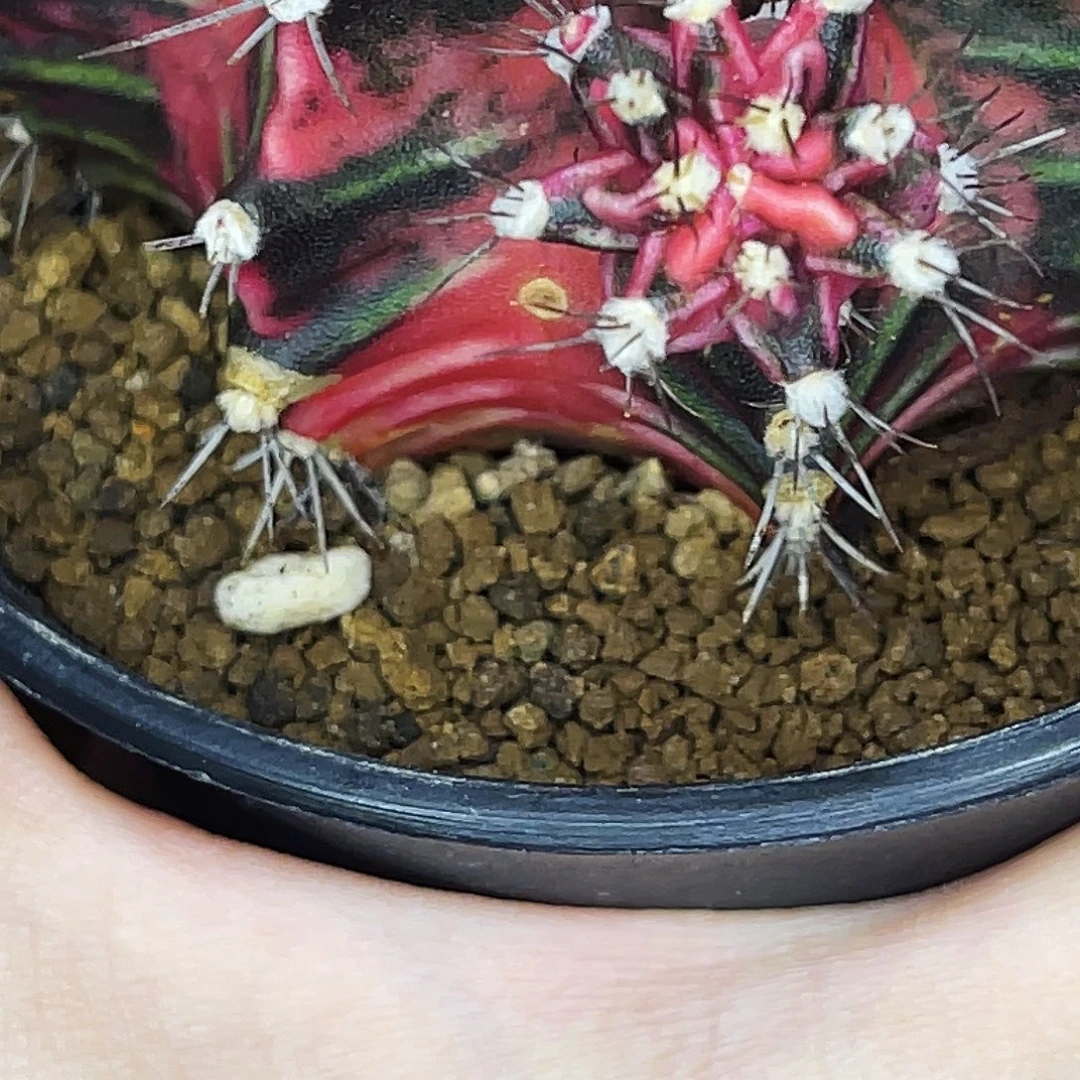 母本侧 一物一拍 脱土