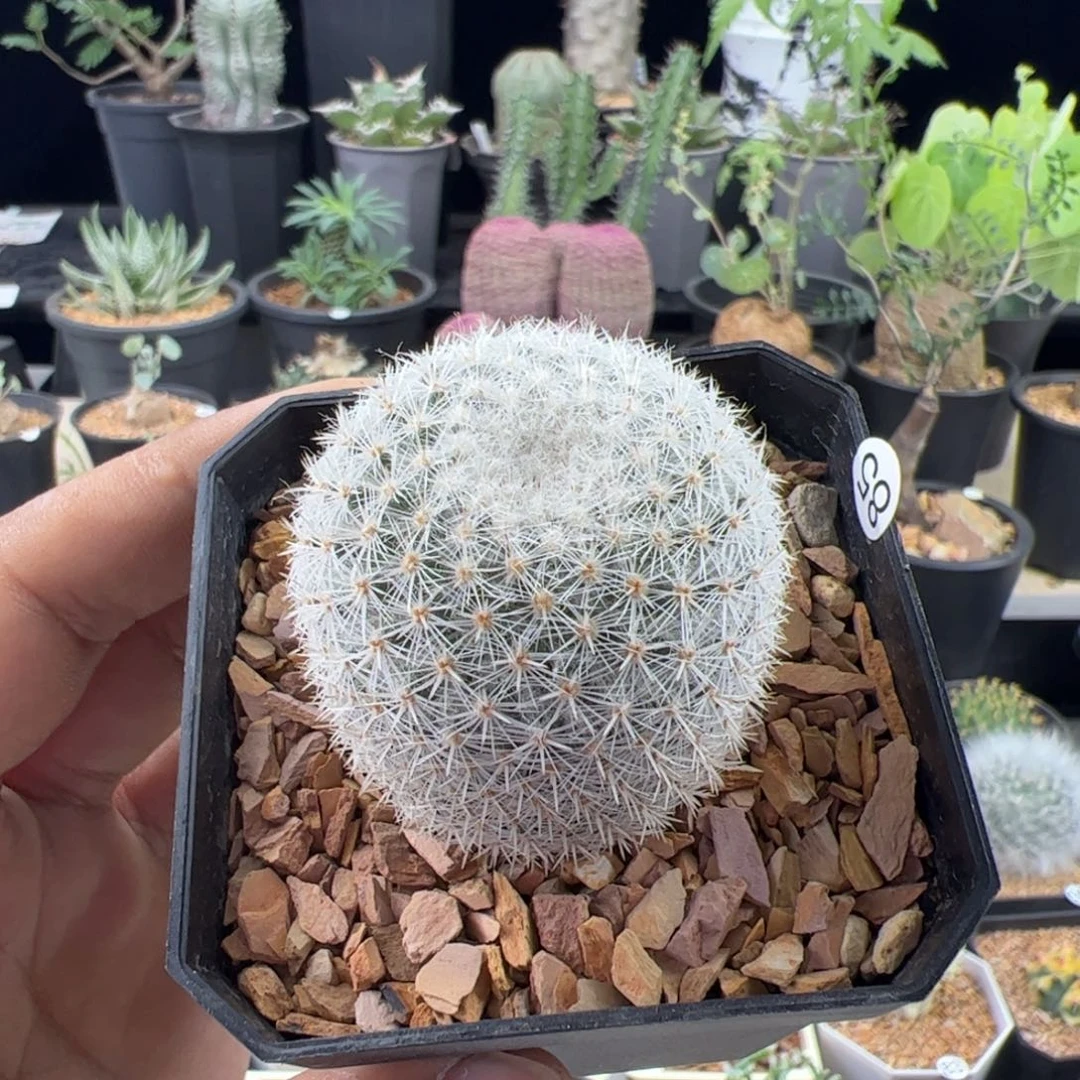 穴源希望丸实生4+一物一拍默认脱土发