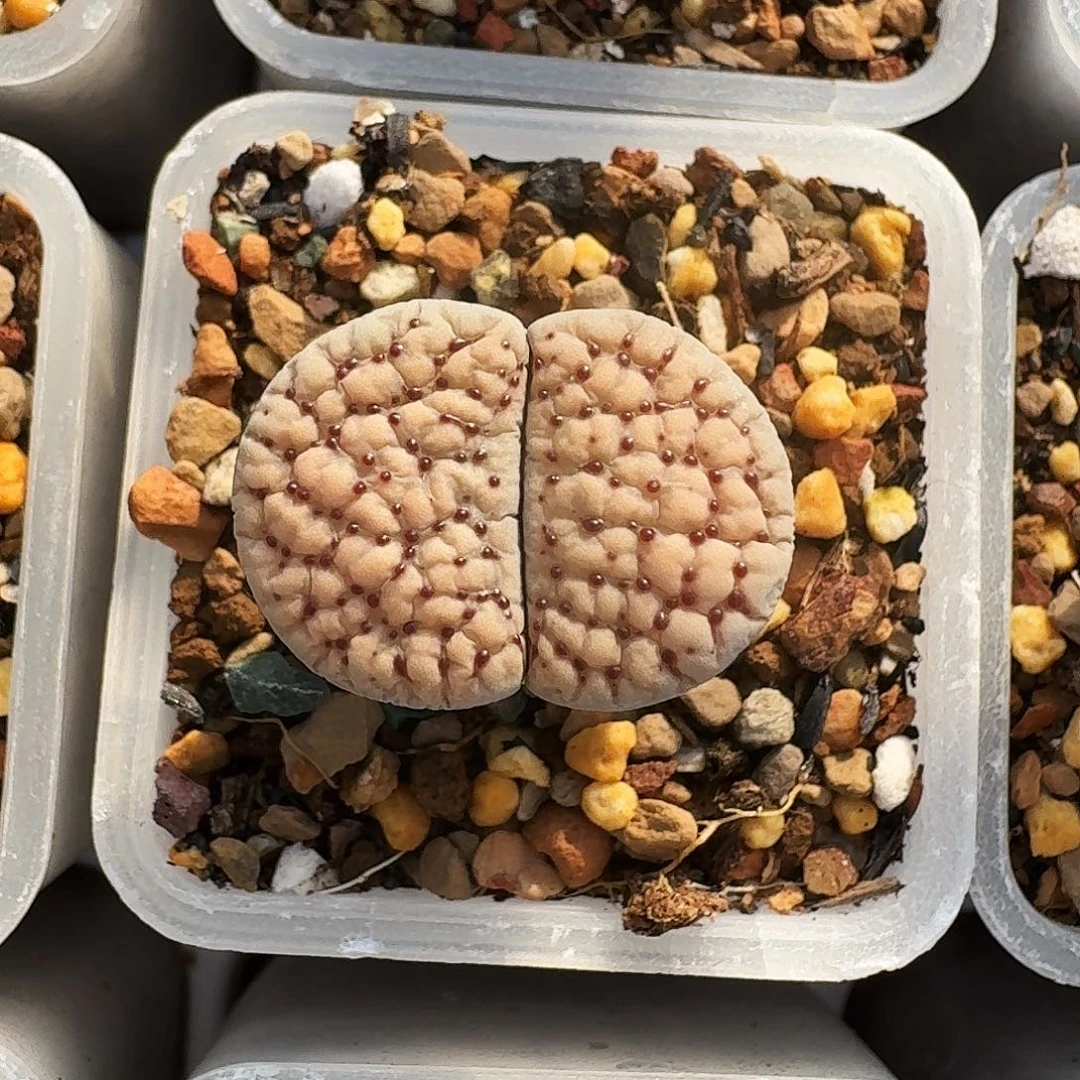 多肉植物福利肉锥