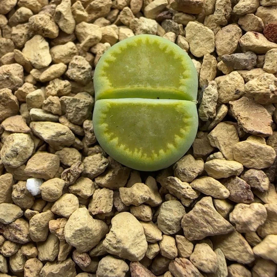 718 生石花大棚直播