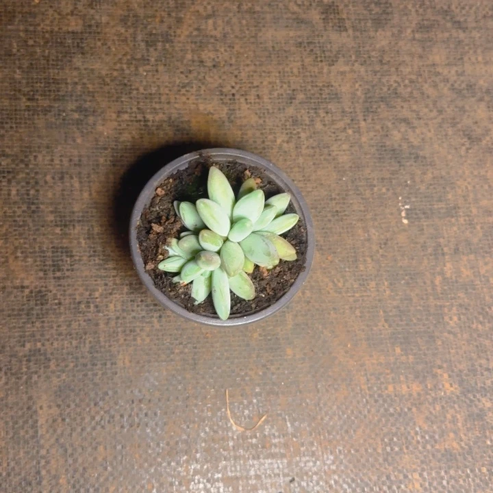 鹅福利6头1111111111