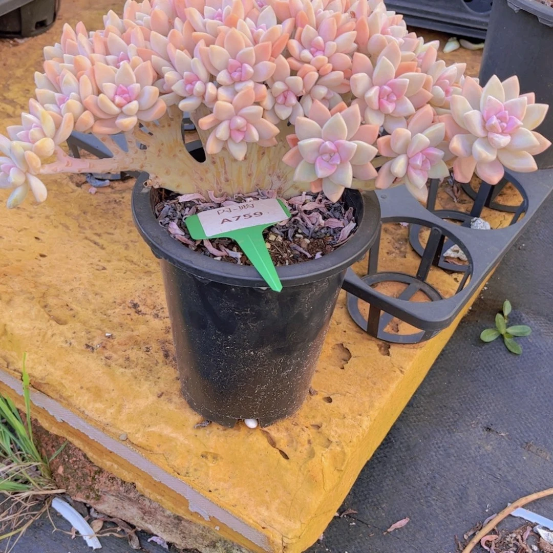 怡***姐淡雪Ａ７５９一颗一物一拍