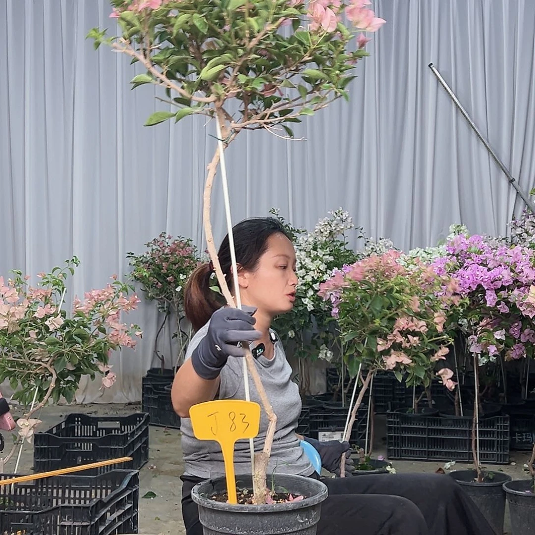 蒸***意当前无花栽培后可以开花J83卡亚塔