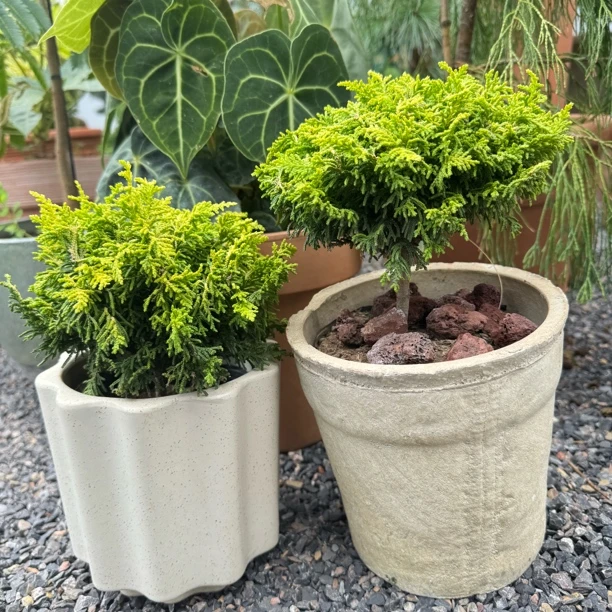 针叶树 “金色朵云”进口新品多年生耐热寒花园庭院植物可盆栽