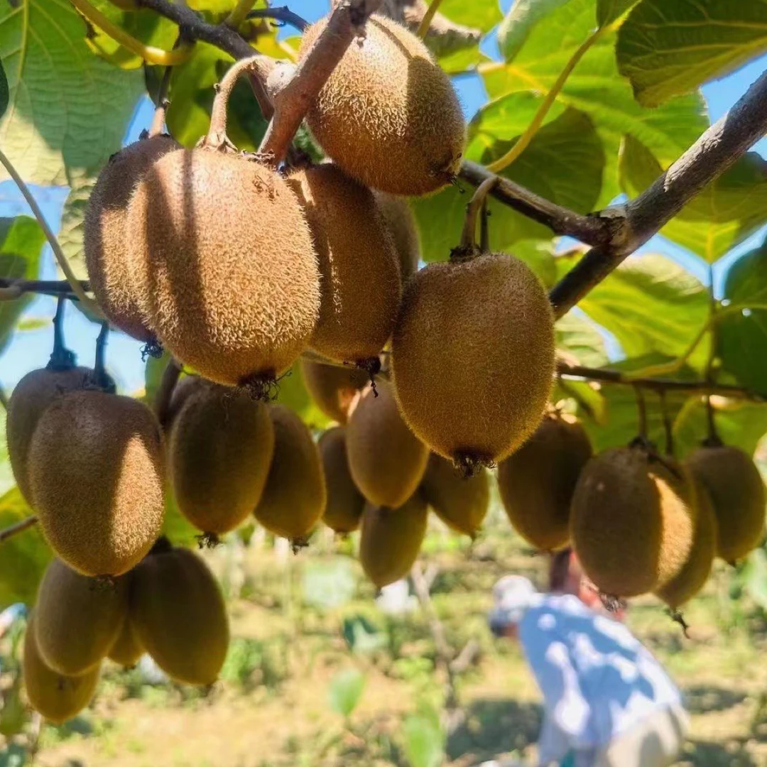 陕西周至翠香猕猴桃自家种植自产自销当季新鲜水果现摘现摘发货