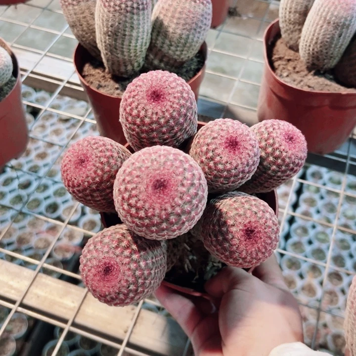 㐓***i红太阳。