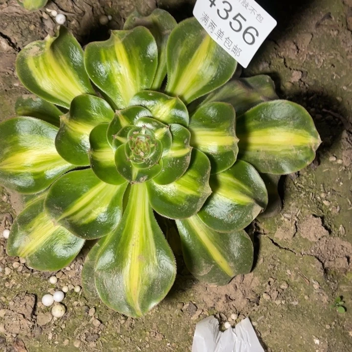 4356暴君的人多肉的