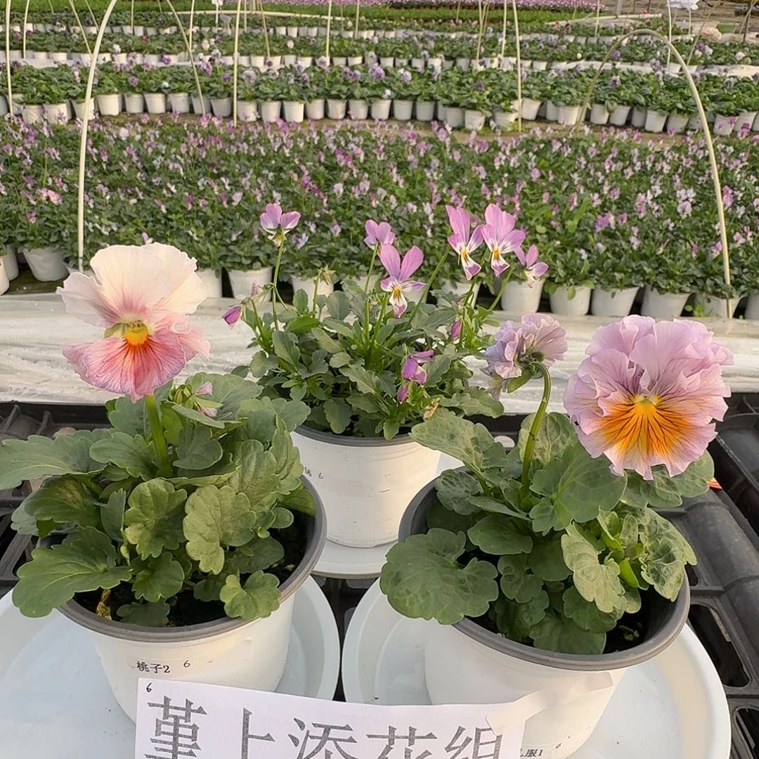 完全开放6皱边角堇