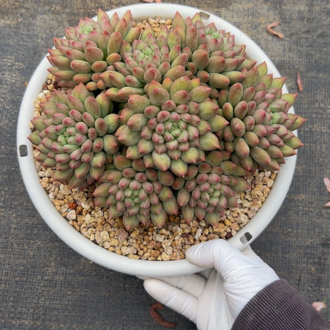 ****l岩字自然群多肉植物