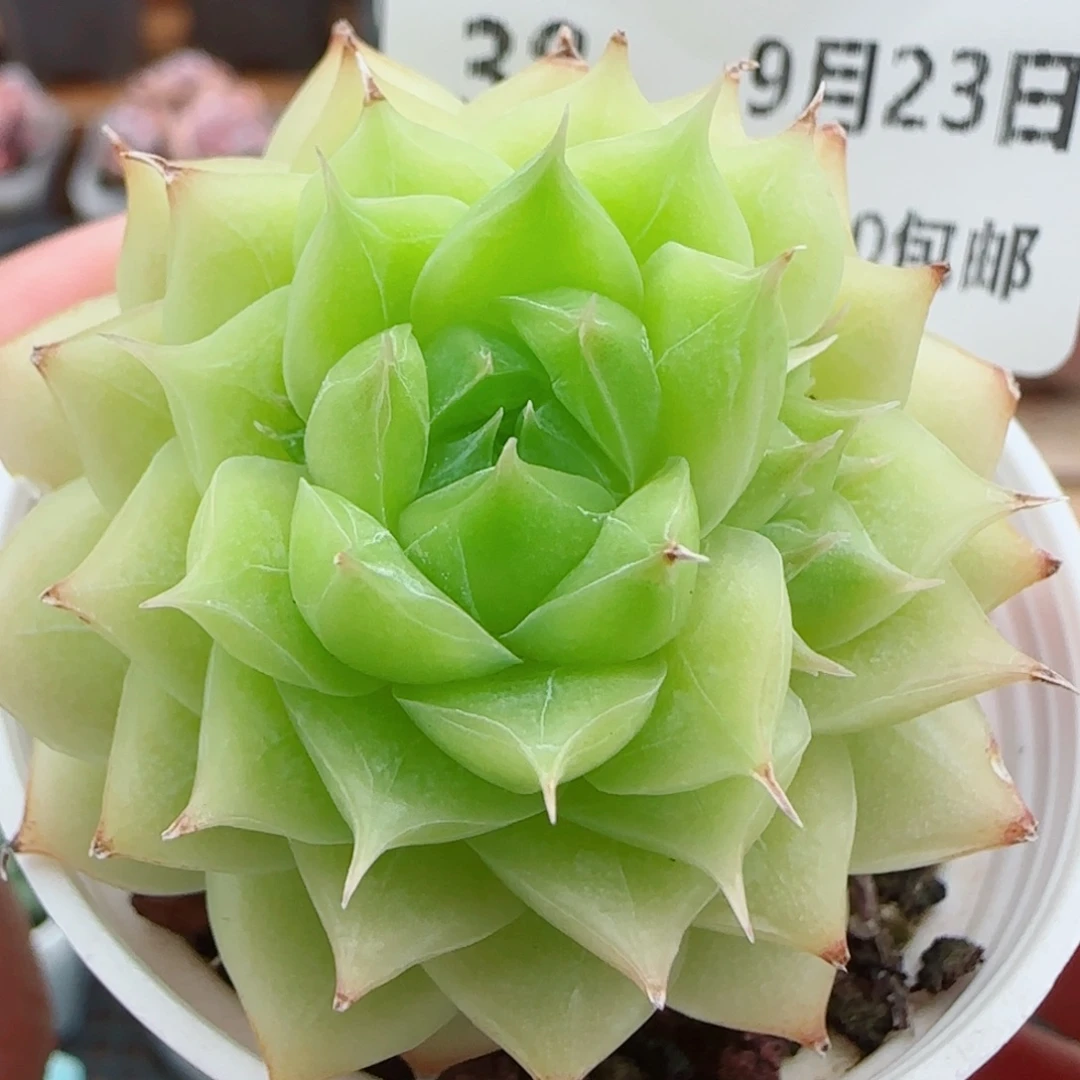 花语逸镜0923-38麦秆