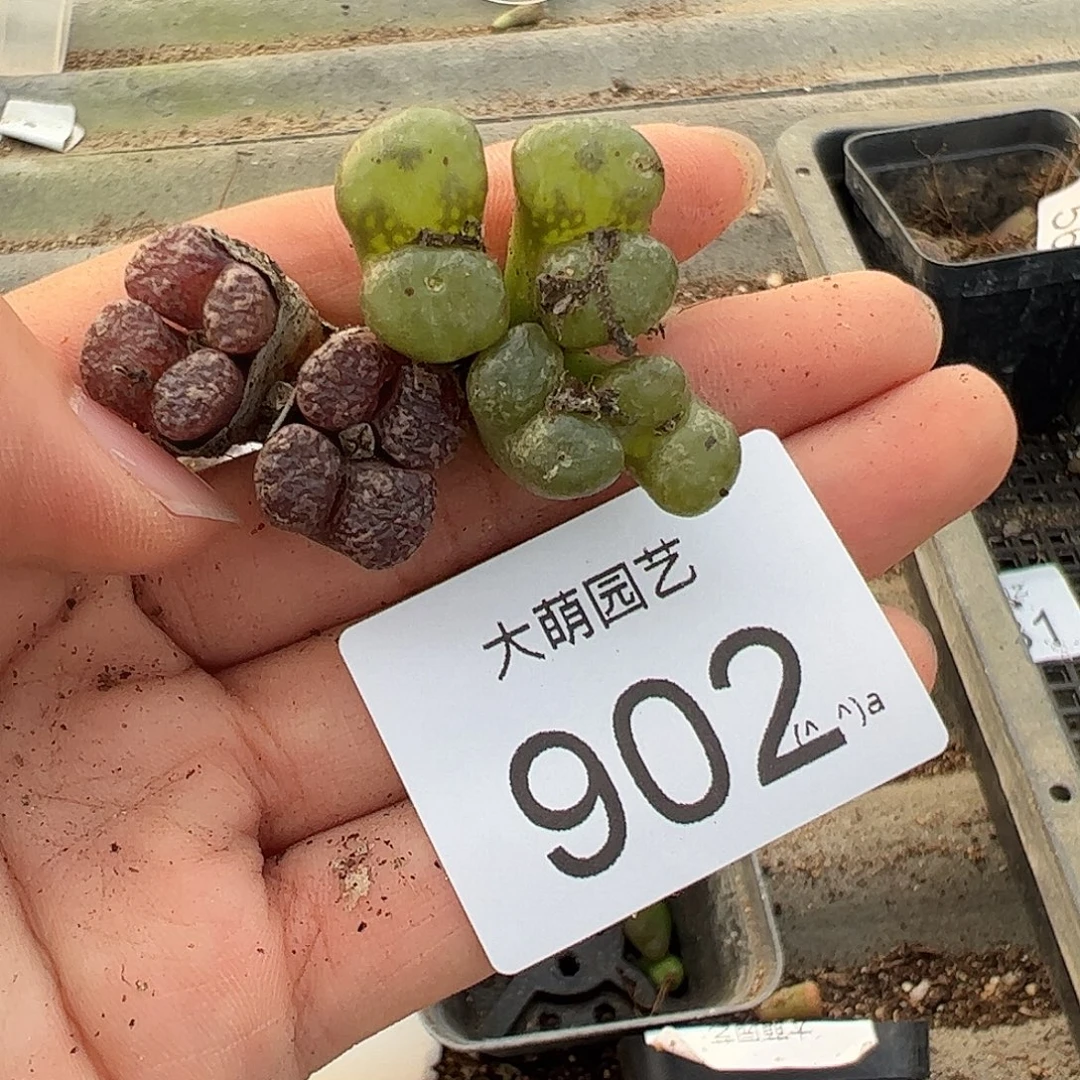 一物一拍。          无售后902
