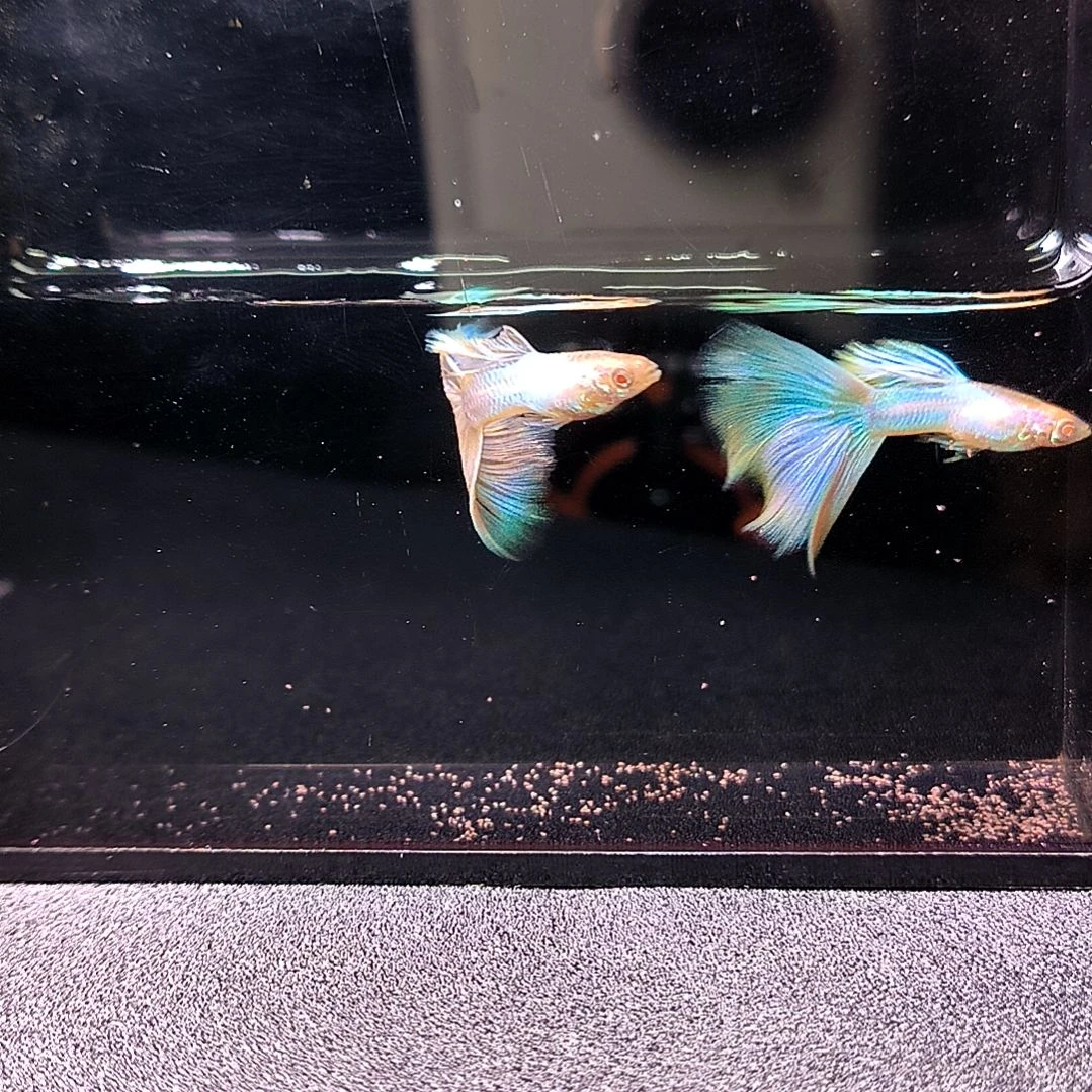 海水鱼精品孔雀鱼，极光幻彩，两公两母带胎代孕。