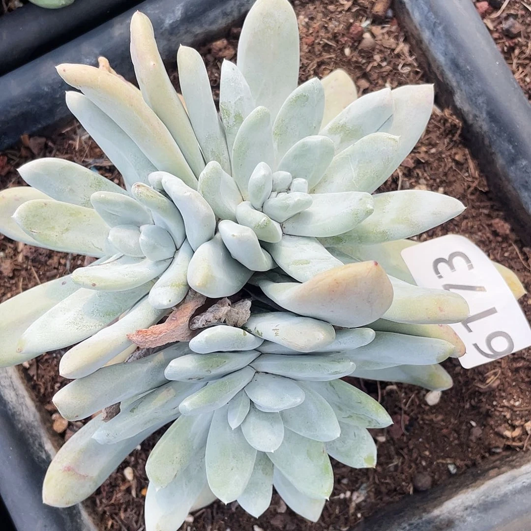 拇指多头老庄6173