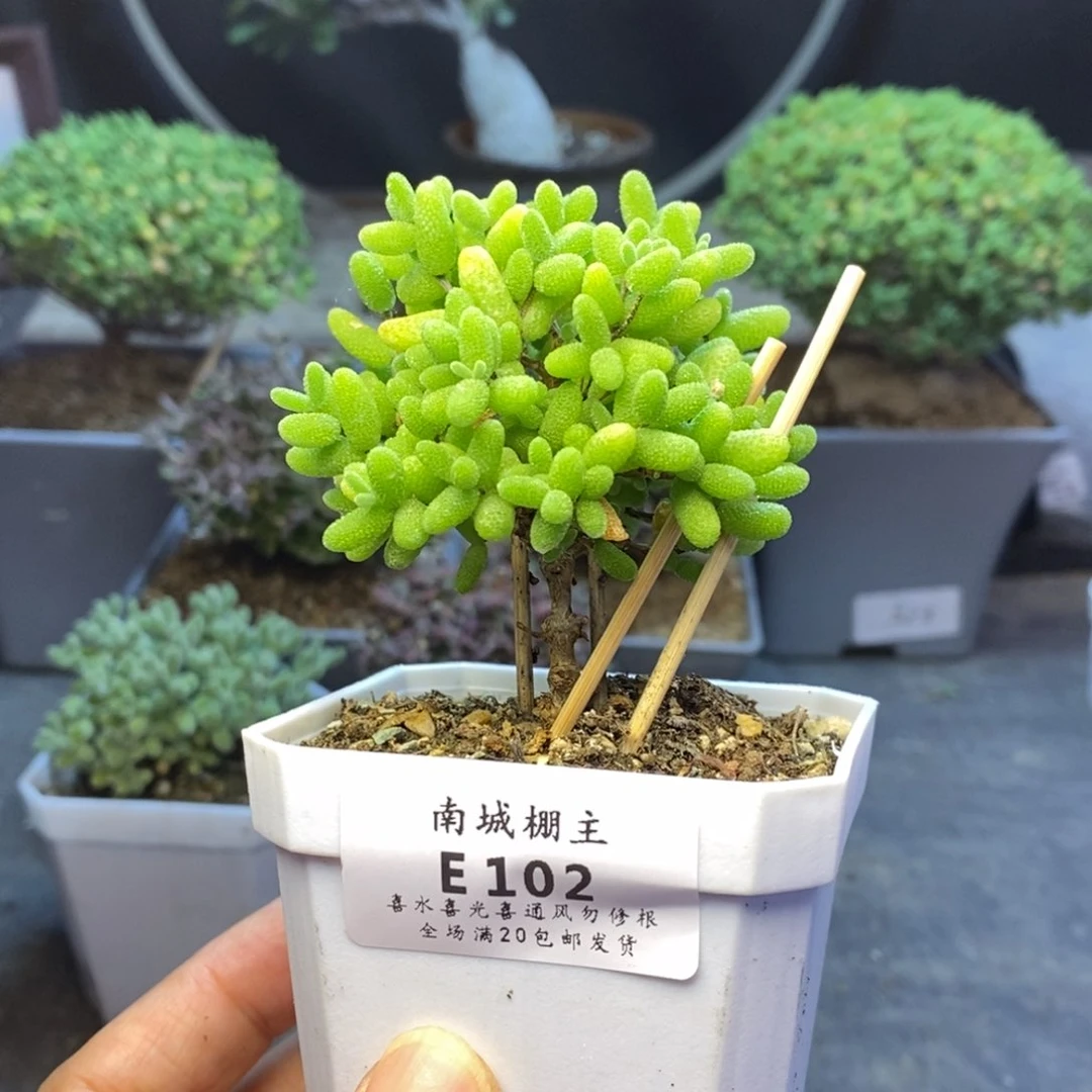 102金桔糖球枝干