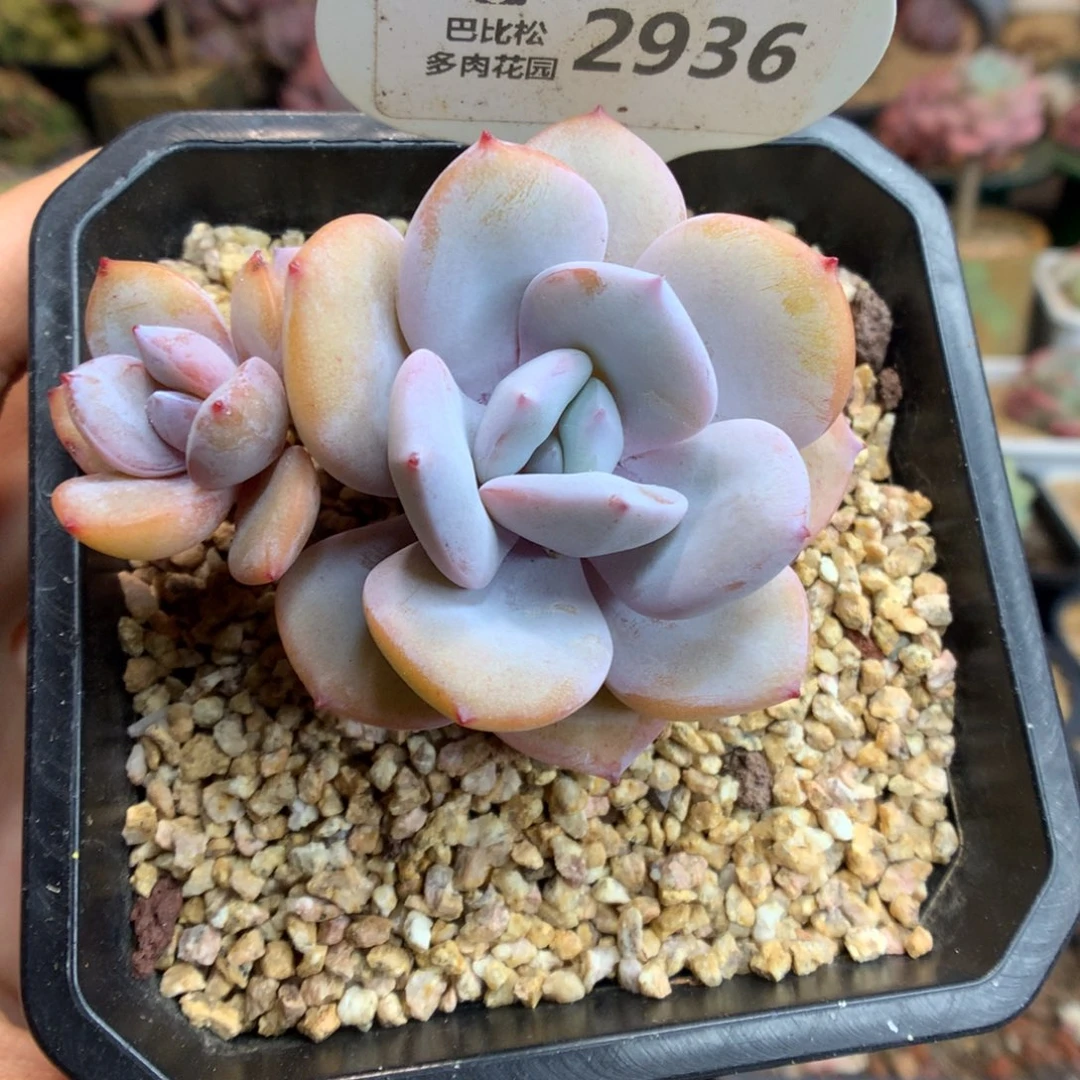 2936奶茶双头多肉植物