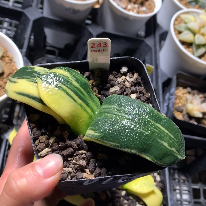 【闪购商品】243蜗牛