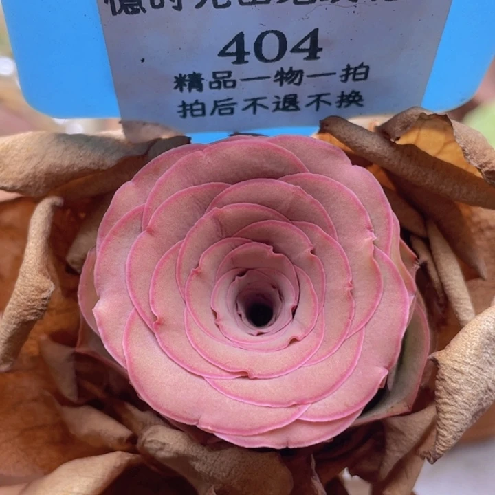 山地玫瑰404裸根发货不售后