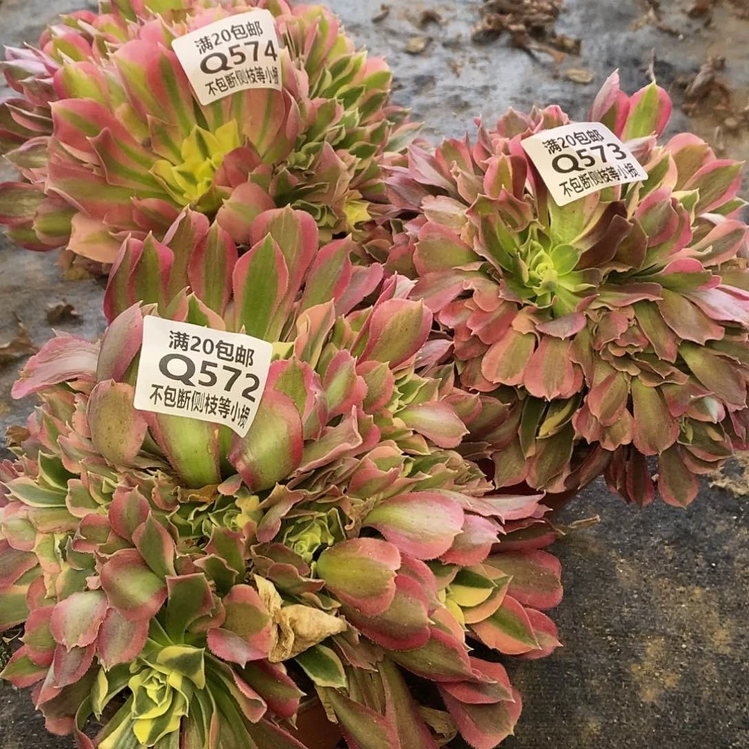 572-574白凤多肉法师锦量拍