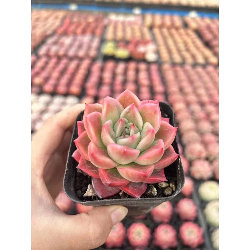 7#明珠多肉植物 前男友精品多肉