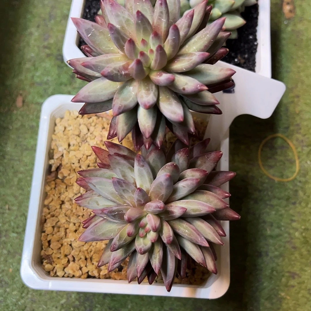 早***吕12虞美人多肉植物一物一拍