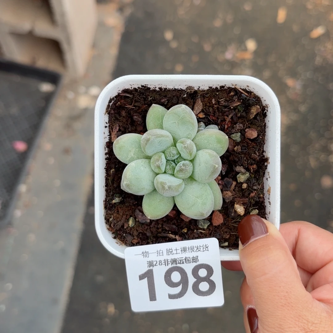 森林之心无盆土发货