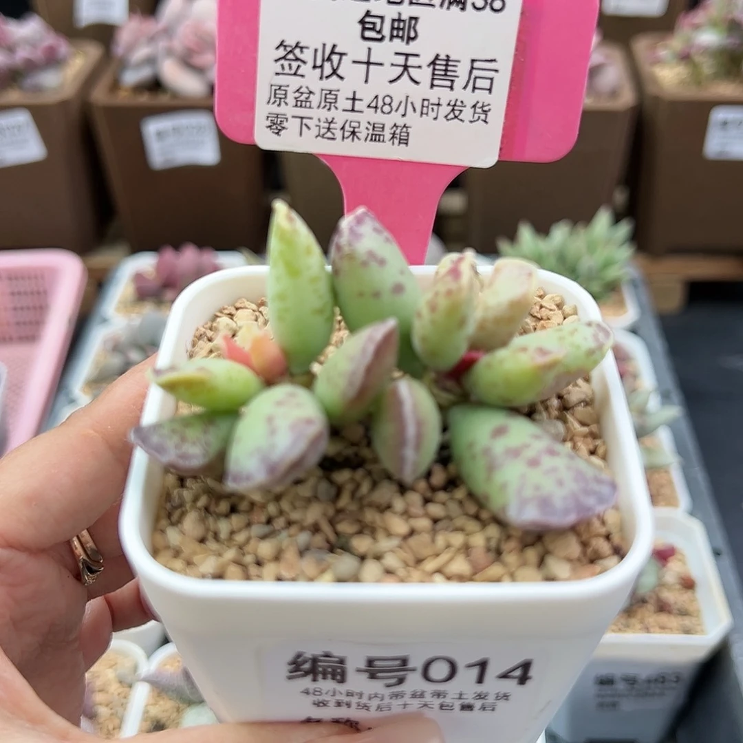 014库博多肉植物