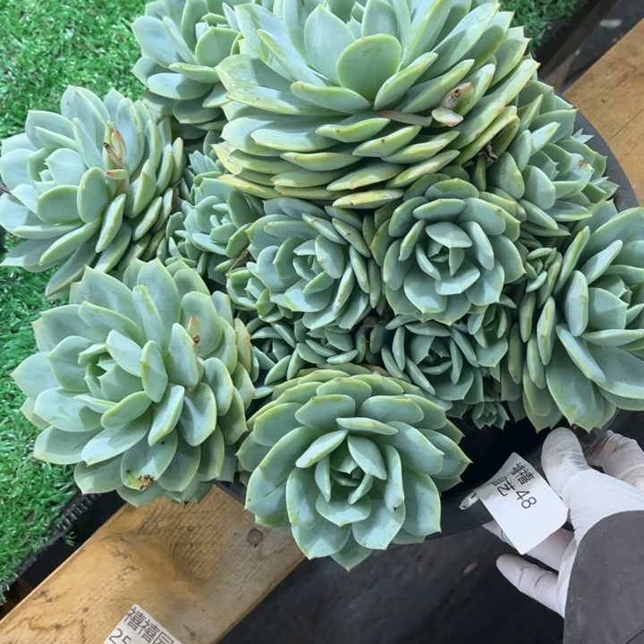 48恋曲多肉植物一物一拍