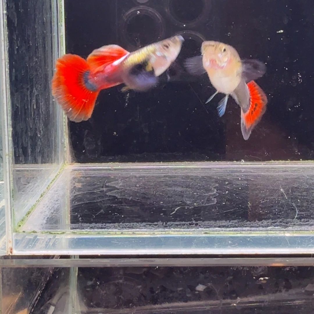 孔雀鱼鎏金花蝴蝶1对