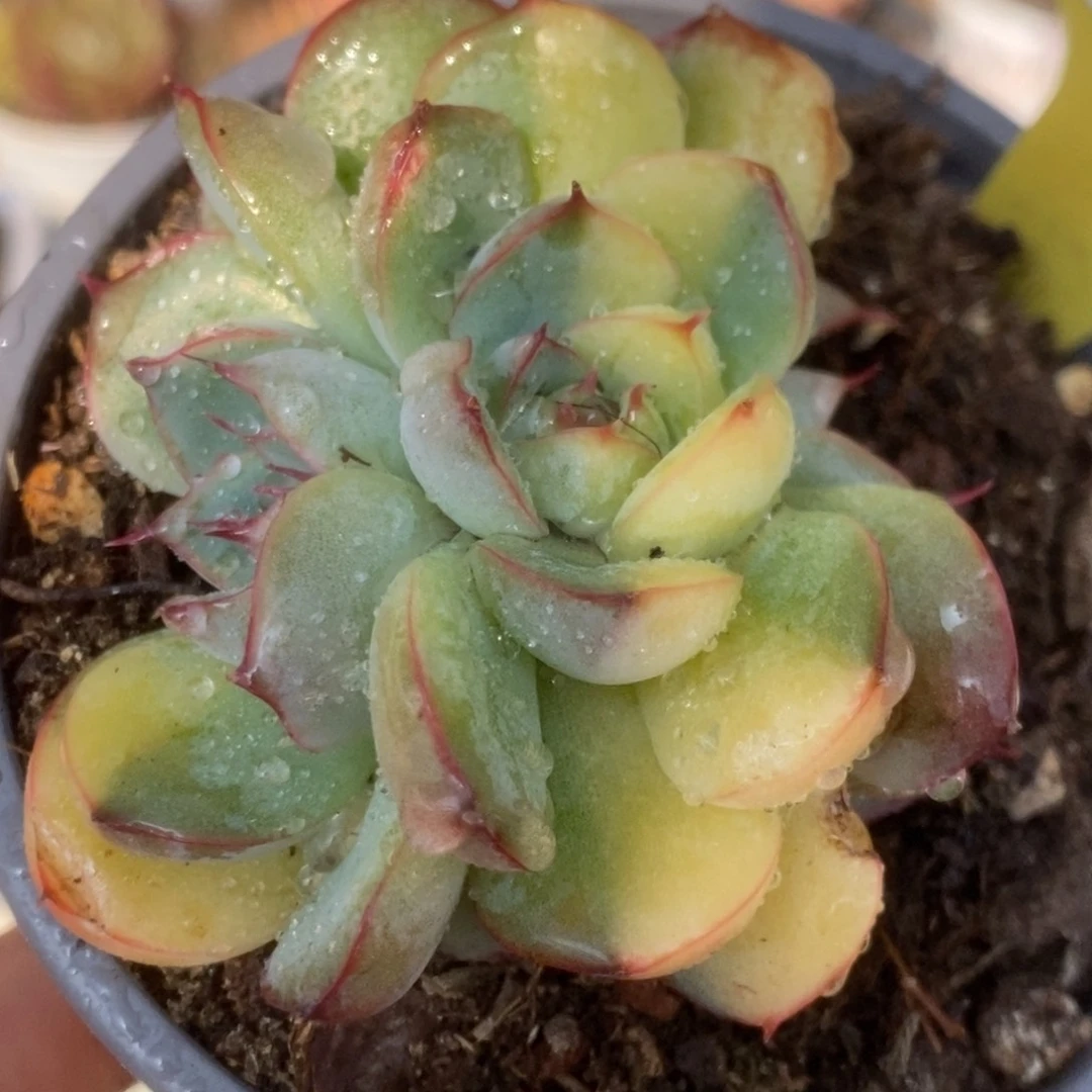 301花月夜锦锦锦锦锦