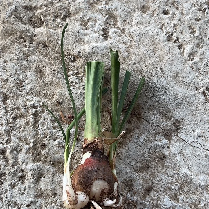 无花朵火凤凰肋线品种清棚福利