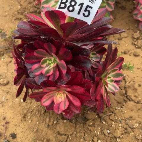 815美杜莎不包断枝