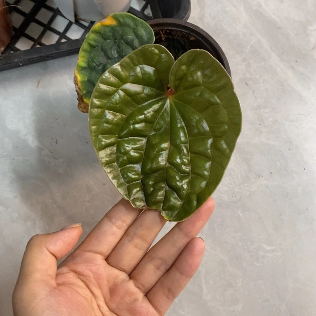 不开花植物南美黑奢籽播