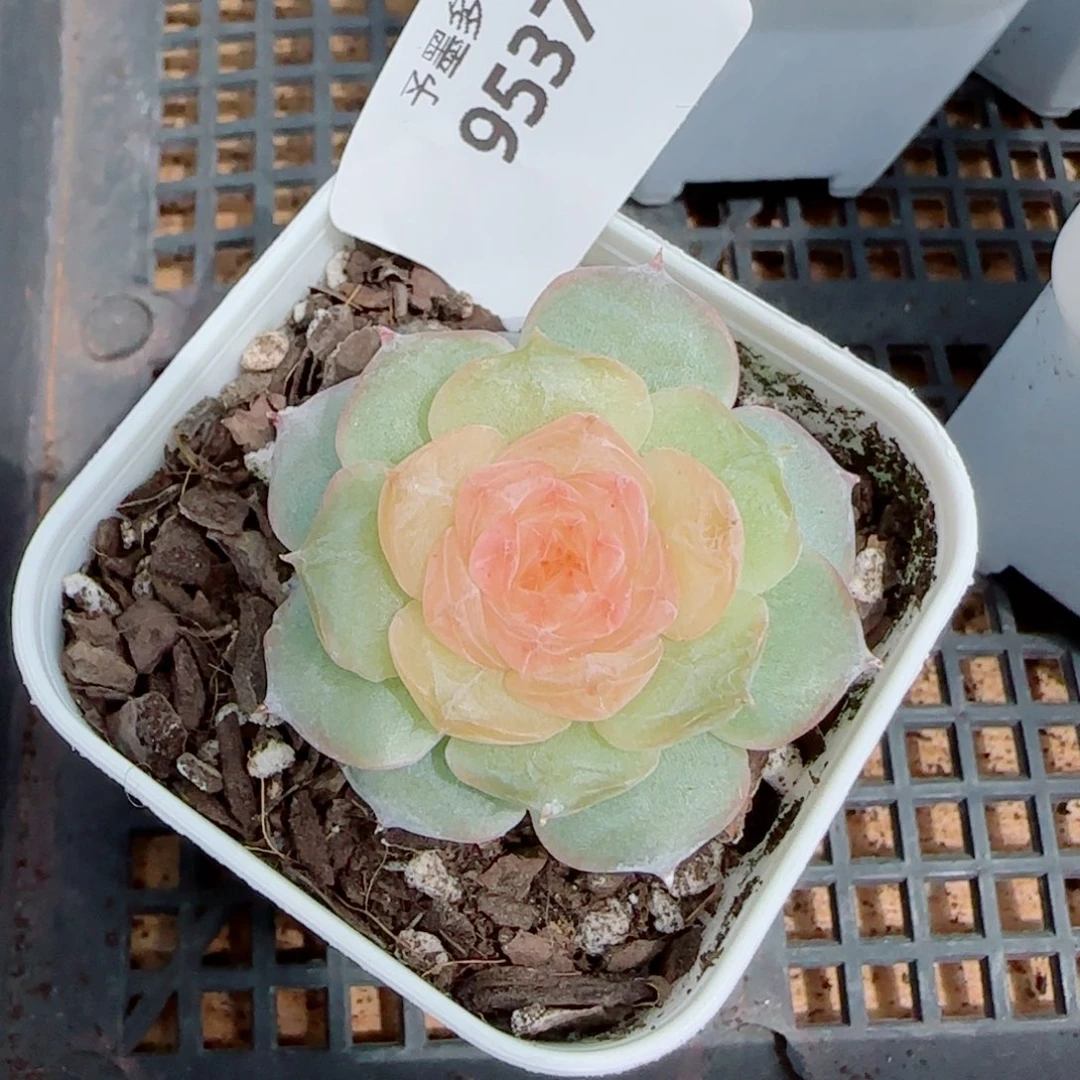 新品，童话，9537多肉植物