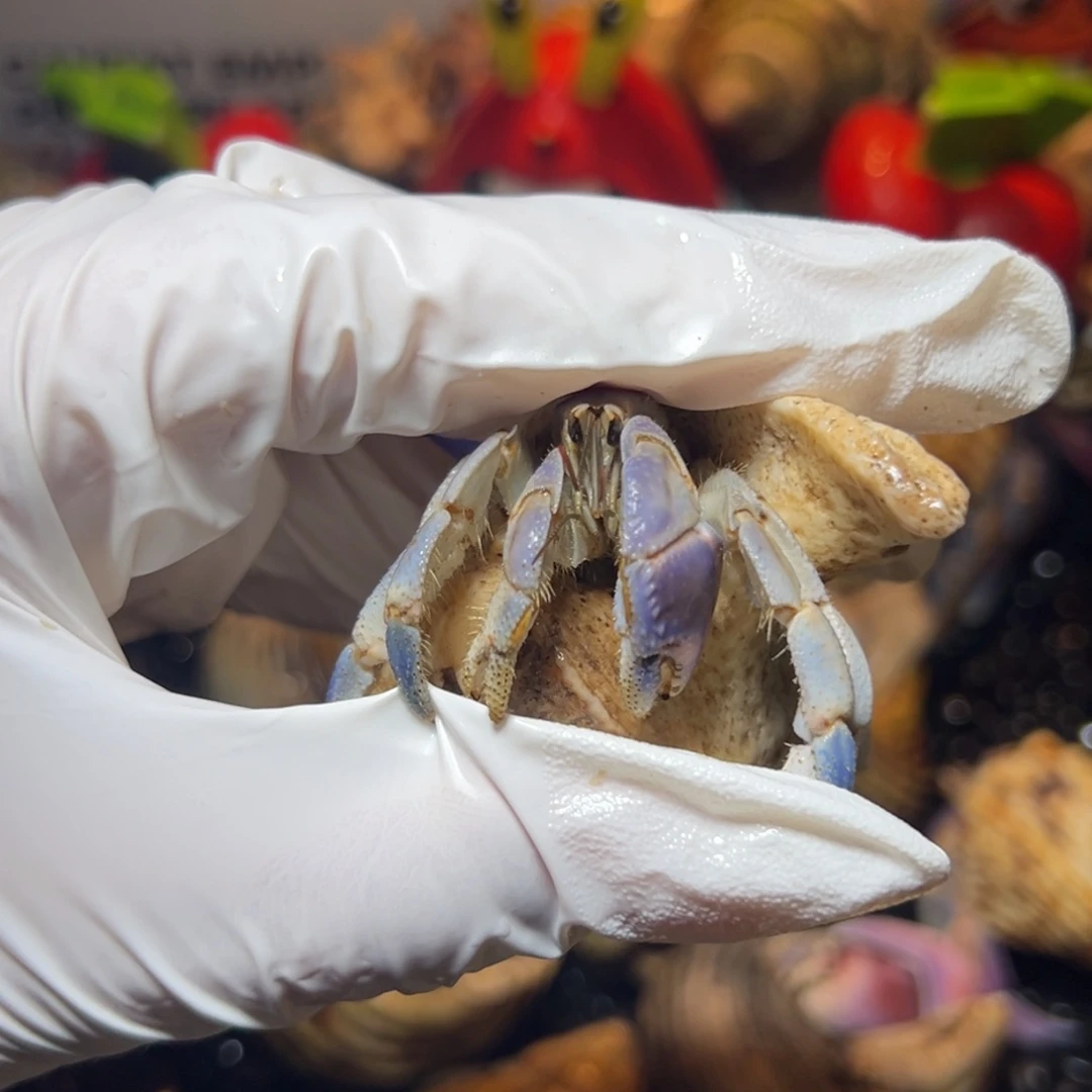 淡蓝紫陆口径2,2口