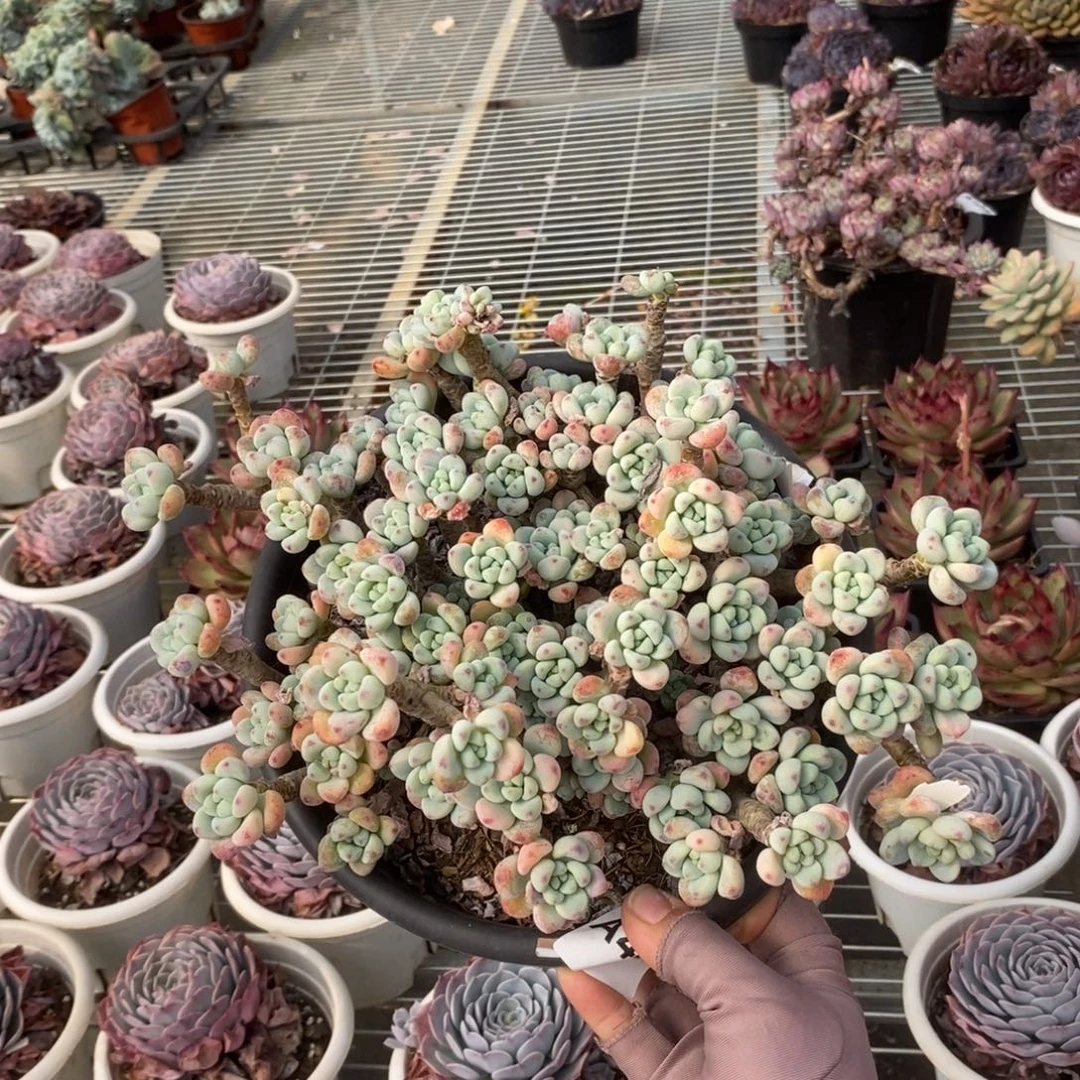 449劳尔整桩一物一拍