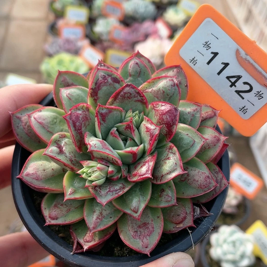 【闪购商品】1142号