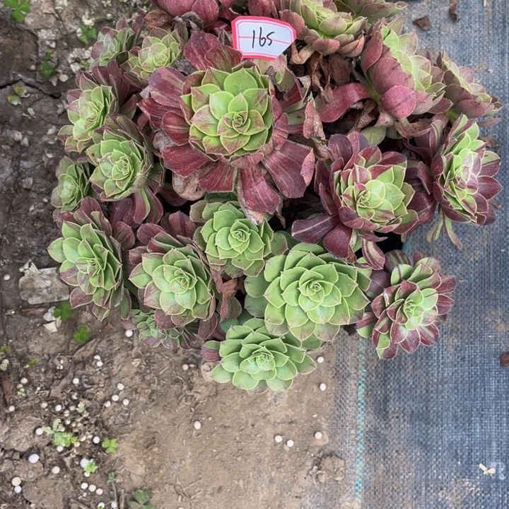 从***晚165多肉植物法师老庄